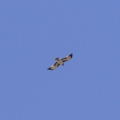 Hieraaetus morphnoides (Little Eagle) by Illilanga