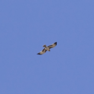 Hieraaetus morphnoides (Little Eagle) by Illilanga