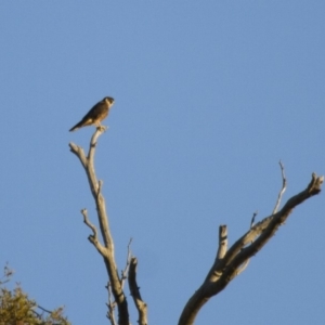 Falco longipennis at Michelago, NSW - 1 Apr 2013 05:23 PM