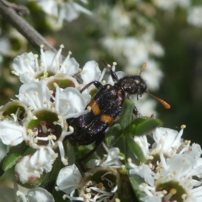 Eleale pulchra (Clerid beetle) at Googong, NSW - 22 Dec 2017 by Wandiyali