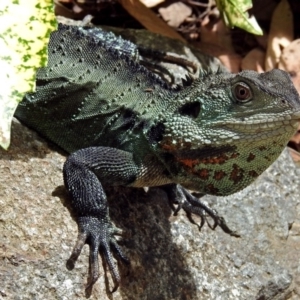 Intellagama lesueurii howittii at Molonglo Valley, ACT - 21 Dec 2017