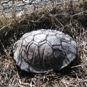 Chelodina longicollis at Gungahlin, ACT - 7 Dec 2017 04:27 PM