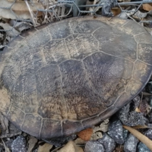 Chelodina longicollis at Gungahlin, ACT - 7 Dec 2017 04:31 PM