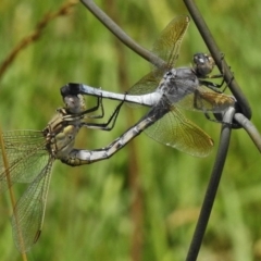 Orthetrum caledonicum (Blue Skimmer) at Symonston, ACT - 23 Dec 2017 by JohnBundock