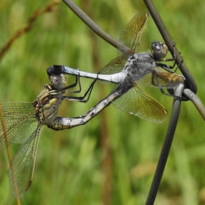 Orthetrum caledonicum (Blue Skimmer) at Symonston, ACT - 23 Dec 2017 by JohnBundock