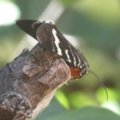 Phalaenoides glycinae (Grapevine Moth) at Flynn, ACT - 22 Dec 2017 by Christine