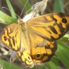 Heteronympha merope (Common Brown Butterfly) at Belconnen, ACT - 22 Dec 2017 by Christine