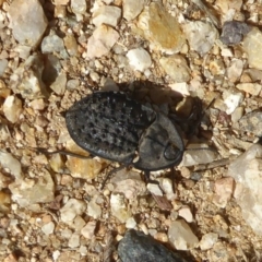 Helea ovata (Pie-dish beetle) at Woodstock Nature Reserve - 22 Dec 2017 by Christine