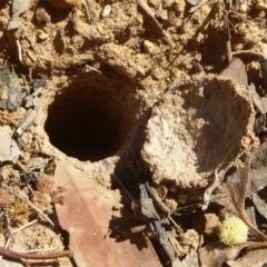 Lycosidae (family) (Wolf spider) at Belconnen, ACT - 23 Dec 2017 by Christine