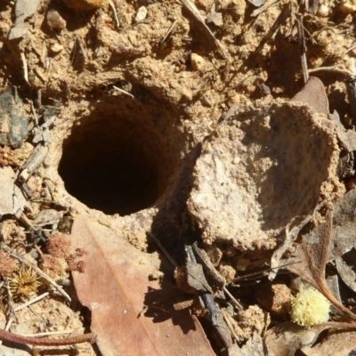 Lycosidae (family) (Unidentified wolf spider) at Woodstock Nature Reserve - 22 Dec 2017 by Christine