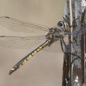 Hemicordulia tau at Belconnen, ACT - 23 Dec 2017