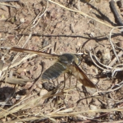 Comptosia sp. (genus) (Unidentified Comptosia bee fly) at Woodstock Nature Reserve - 22 Dec 2017 by Christine