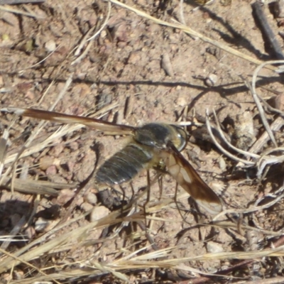 Comptosia sp. (genus) (Unidentified Comptosia bee fly) at Woodstock Nature Reserve - 22 Dec 2017 by Christine