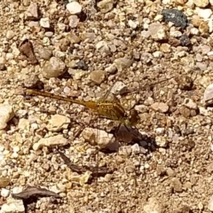 Diplacodes bipunctata at Belconnen, ACT - 23 Dec 2017