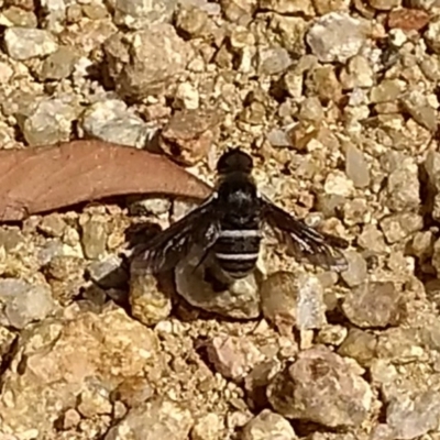 Villa sp. (genus) (Unidentified Villa bee fly) at Belconnen, ACT - 23 Dec 2017 by Christine