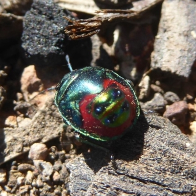 Choerocoris paganus (Ground shield bug) at Belconnen, ACT - 22 Dec 2017 by Christine