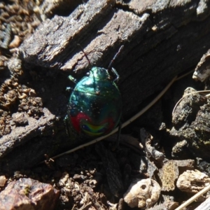 Choerocoris paganus at Belconnen, ACT - 23 Dec 2017