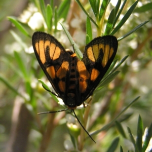 Amata (genus) at Kambah, ACT - 23 Dec 2017