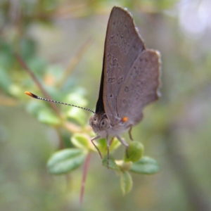 Paralucia pyrodiscus at Kambah, ACT - 23 Dec 2017