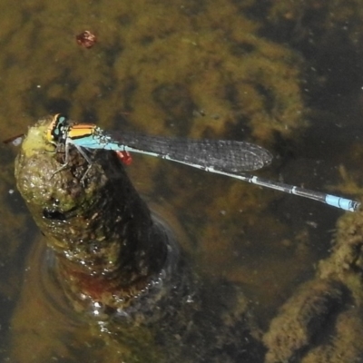 Pseudagrion aureofrons (Gold-fronted Riverdamsel) at Greenway, ACT - 23 Dec 2017 by JohnBundock