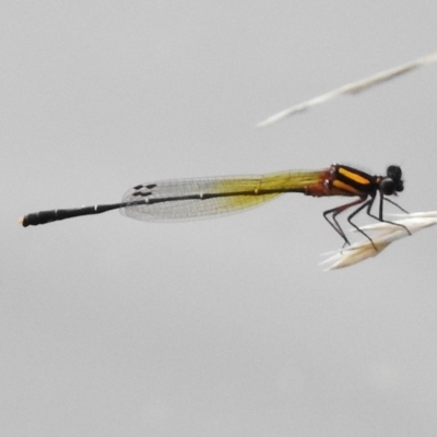 Nososticta solida (Orange Threadtail) at Greenway, ACT - 23 Dec 2017 by JohnBundock