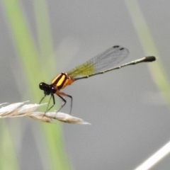 Nososticta solida at Greenway, ACT - 23 Dec 2017