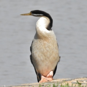 Anhinga novaehollandiae at Greenway, ACT - 23 Dec 2017