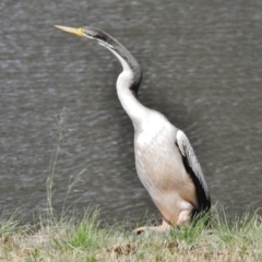 Anhinga novaehollandiae at Greenway, ACT - 23 Dec 2017