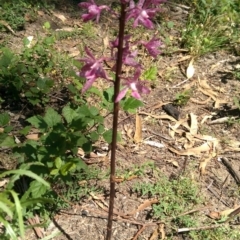 Dipodium punctatum (Blotched Hyacinth Orchid) at Lower Cotter Catchment - 22 Dec 2017 by jeremyahagan