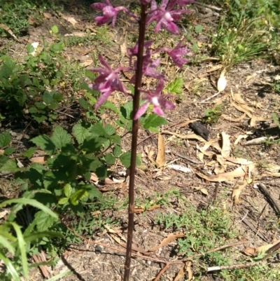 Dipodium punctatum (Blotched Hyacinth Orchid) at Lower Cotter Catchment - 22 Dec 2017 by jeremyahagan