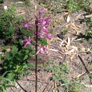 Dipodium punctatum at Cotter River, ACT - suppressed