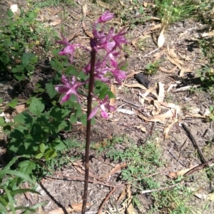 Dipodium punctatum at Cotter River, ACT - suppressed