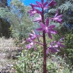 Dipodium punctatum at Cotter River, ACT - suppressed