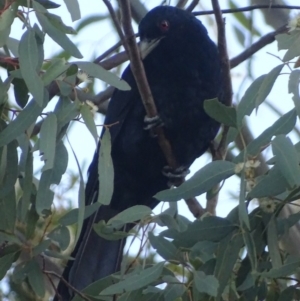 Eudynamys orientalis at Red Hill, ACT - 21 Dec 2017