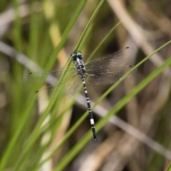 Parasynthemis regina (Royal Tigertail) at Michelago, NSW - 23 Dec 2017 by Illilanga