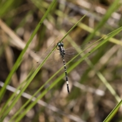 Parasynthemis regina at Michelago, NSW - 23 Dec 2017 01:02 PM