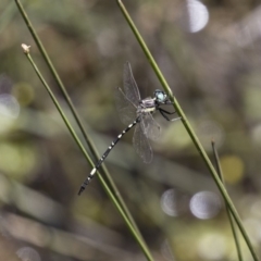 Parasynthemis regina at Michelago, NSW - 23 Dec 2017 01:02 PM