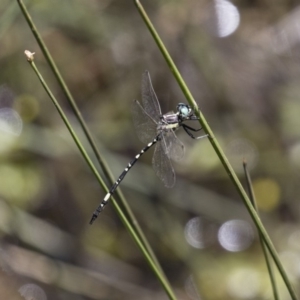 Parasynthemis regina at Michelago, NSW - 23 Dec 2017 01:02 PM