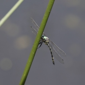 Parasynthemis regina at Michelago, NSW - 23 Dec 2017 01:02 PM