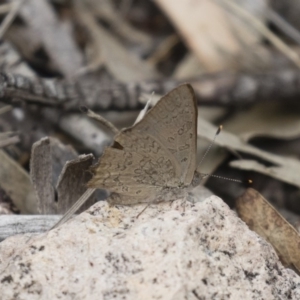 Paralucia pyrodiscus at Michelago, NSW - suppressed