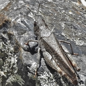 Austroicetes sp. (genus) at Cotter River, ACT - 21 Dec 2017