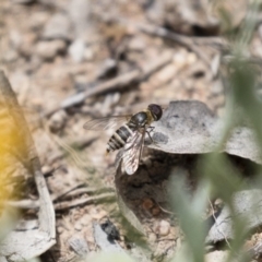 Villa sp. (genus) (Unidentified Villa bee fly) at Michelago, NSW - 23 Dec 2017 by Illilanga