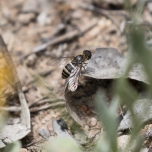 Villa sp. (genus) at Michelago, NSW - 23 Dec 2017