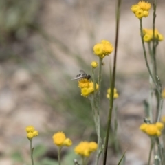 Villa sp. (genus) at Michelago, NSW - 23 Dec 2017