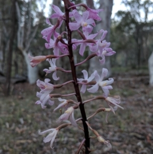 Dipodium roseum at Canberra Central, ACT - 23 Dec 2017