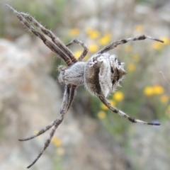 Araneinae (subfamily) (Orb weaver) at Conder, ACT - 16 Dec 2017 by michaelb