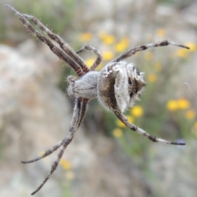 Araneinae (subfamily) (Orb weaver) at Rob Roy Range - 16 Dec 2017 by MichaelBedingfield