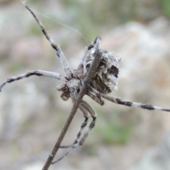 Araneinae (subfamily) at Conder, ACT - 16 Dec 2017