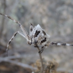 Araneinae (subfamily) at Conder, ACT - 16 Dec 2017