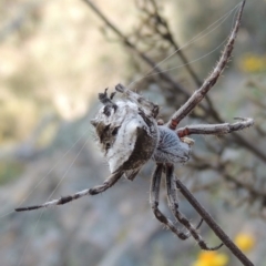 Araneinae (subfamily) at Conder, ACT - 16 Dec 2017